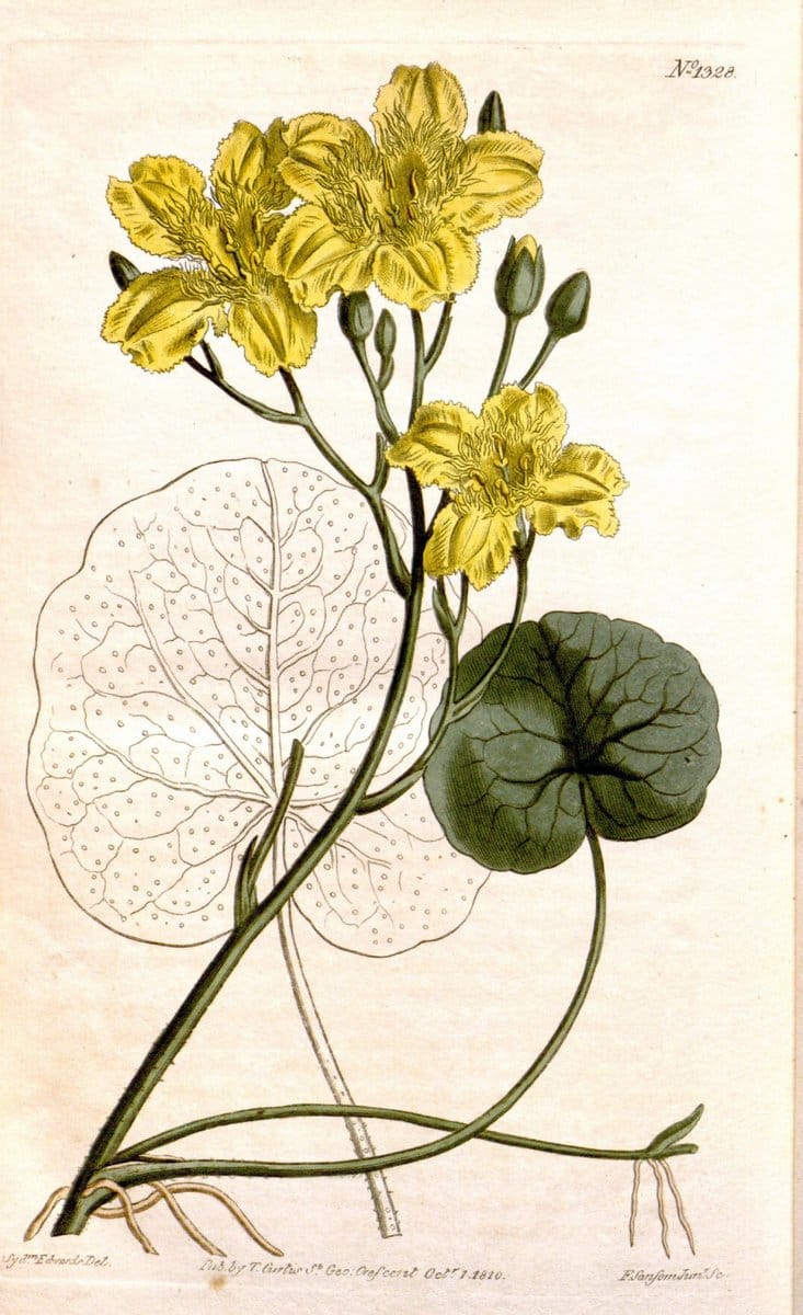 Curtis's botanical magazine. London ; New York [etc.] :Academic Press [etc.]. | "Botanical illustration" Botany Periodicals "Pictorial works" "Plants, Ornamental"  | Vintage Print Reproduction 457766