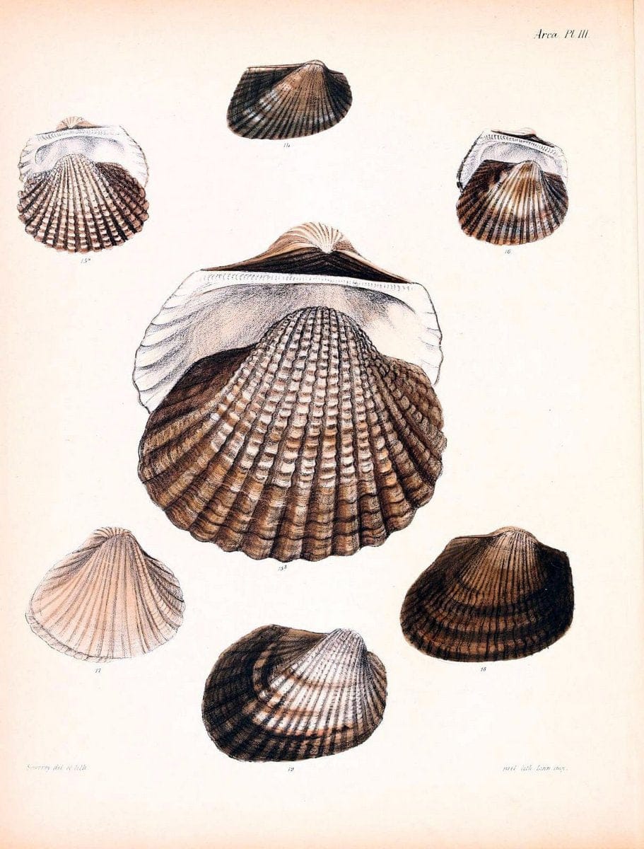 Conchologia iconica, or, Illustrations of the shells of molluscous animals /.London :Reeve, Brothers,1843-1878.  | Mollusks "Pictorial works" Shells | Vintage Print Reproduction 457767