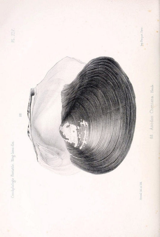 Conchyliologie fluviatile de la province de Nanking et de la Chine centrale /.Paris :Savy,[1875-1885]. | China Mollusks "Nanjing (Jiangsu Sheng)"  | Vintage Print Reproduction 457768