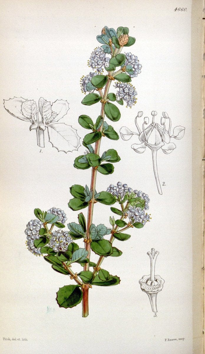 Curtis's botanical magazine. London ; New York [etc.] :Academic Press [etc.]. | "Botanical illustration" Botany Periodicals "Pictorial works" "Plants, Ornamental"  | Vintage Print Reproduction 457769