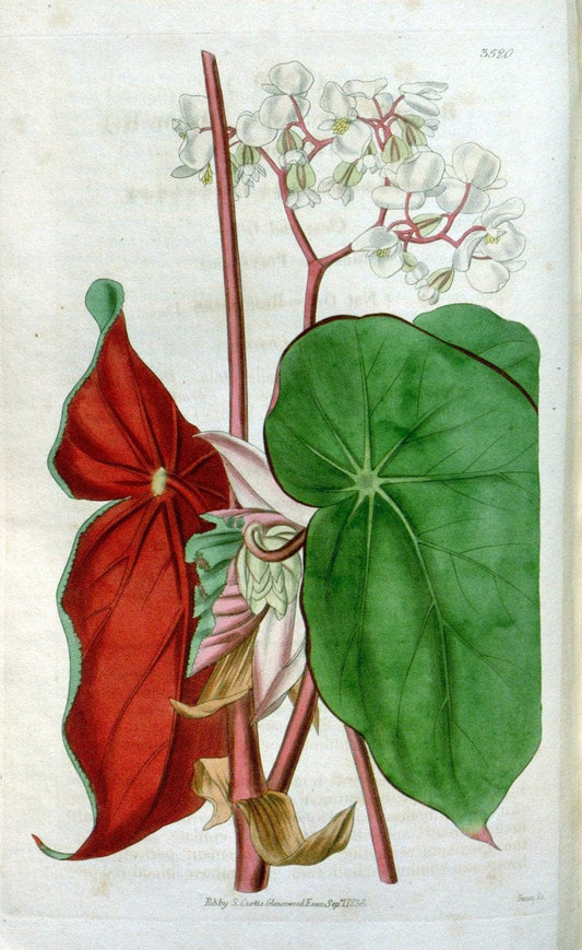 Curtis's botanical magazine. London ;New York [etc.] :Academic Press [etc.]. | Botany Periodicals "Pictorial works"  | Vintage Print Reproduction 457770
