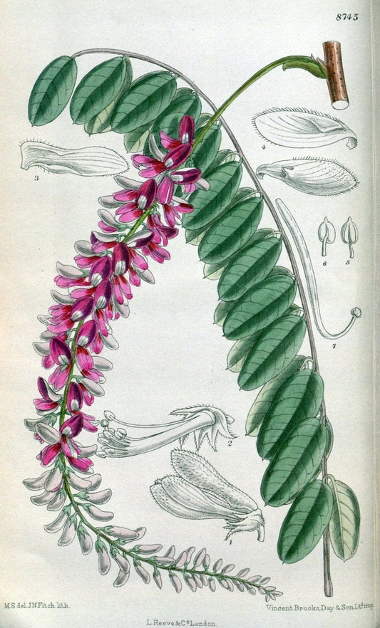 Curtis's botanical magazine. London ; New York [etc.] :Academic Press [etc.]. | "Botanical illustration" Botany Periodicals "Pictorial works" "Plants, Ornamental"  | Vintage Print Reproduction 457771