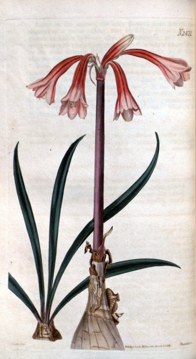 Curtis's botanical magazine. London ; New York [etc.] :Academic Press [etc.]. | "Botanical illustration" Botany Periodicals "Pictorial works" "Plants, Ornamental"  | Vintage Print Reproduction 457772