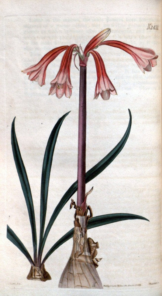 Curtis's botanical magazine. London ; New York [etc.] :Academic Press [etc.]. | "Botanical illustration" Botany Periodicals "Pictorial works" "Plants, Ornamental"  | Vintage Print Reproduction 457772