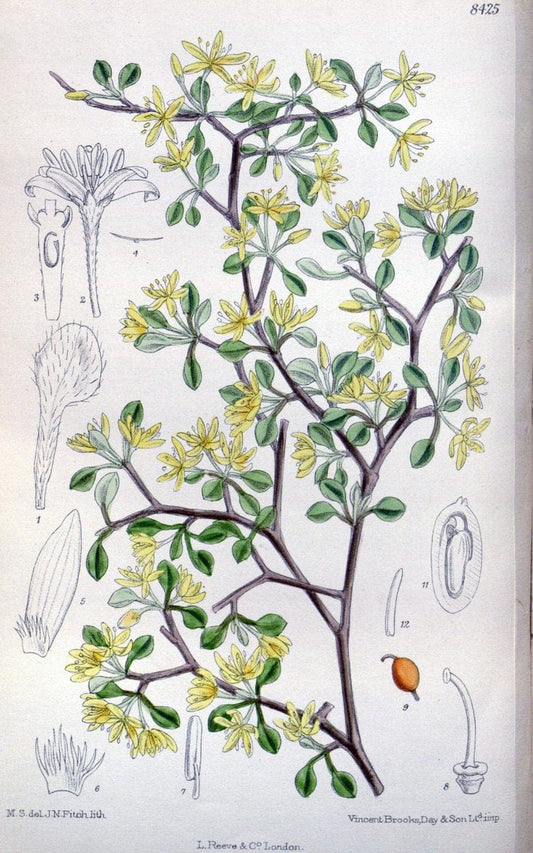 Curtis's botanical magazine. London ; New York [etc.] :Academic Press [etc.]. | "Botanical illustration" Botany Periodicals "Pictorial works" "Plants, Ornamental"  | Vintage Print Reproduction 457773