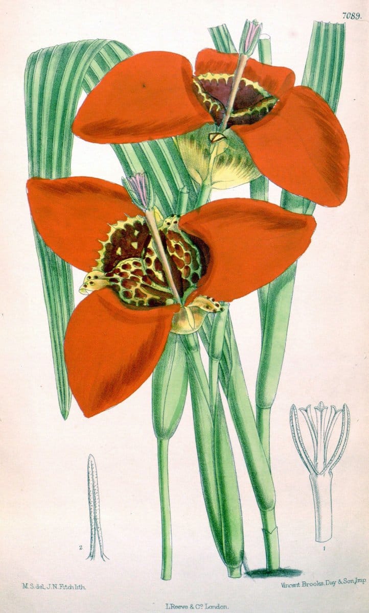 Curtis's botanical magazine. London ; New York [etc.] :Academic Press [etc.]. | "Botanical illustration" Botany Periodicals "Pictorial works" "Plants, Ornamental"  | Vintage Print Reproduction 457775