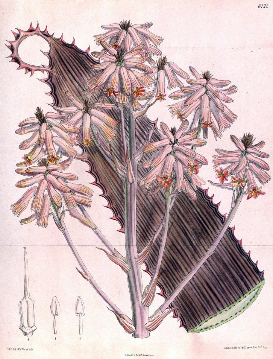 Curtis's botanical magazine. London ;New York [etc.] :Academic Press [etc.]. | Botany Periodicals "Pictorial works"  | Vintage Print Reproduction 457776