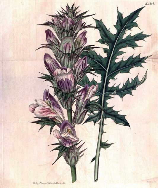 Curtis's botanical magazine. London ; New York [etc.] :Academic Press [etc.]. | "Botanical illustration" Botany Periodicals "Pictorial works" "Plants, Ornamental"  | Vintage Print Reproduction 457777