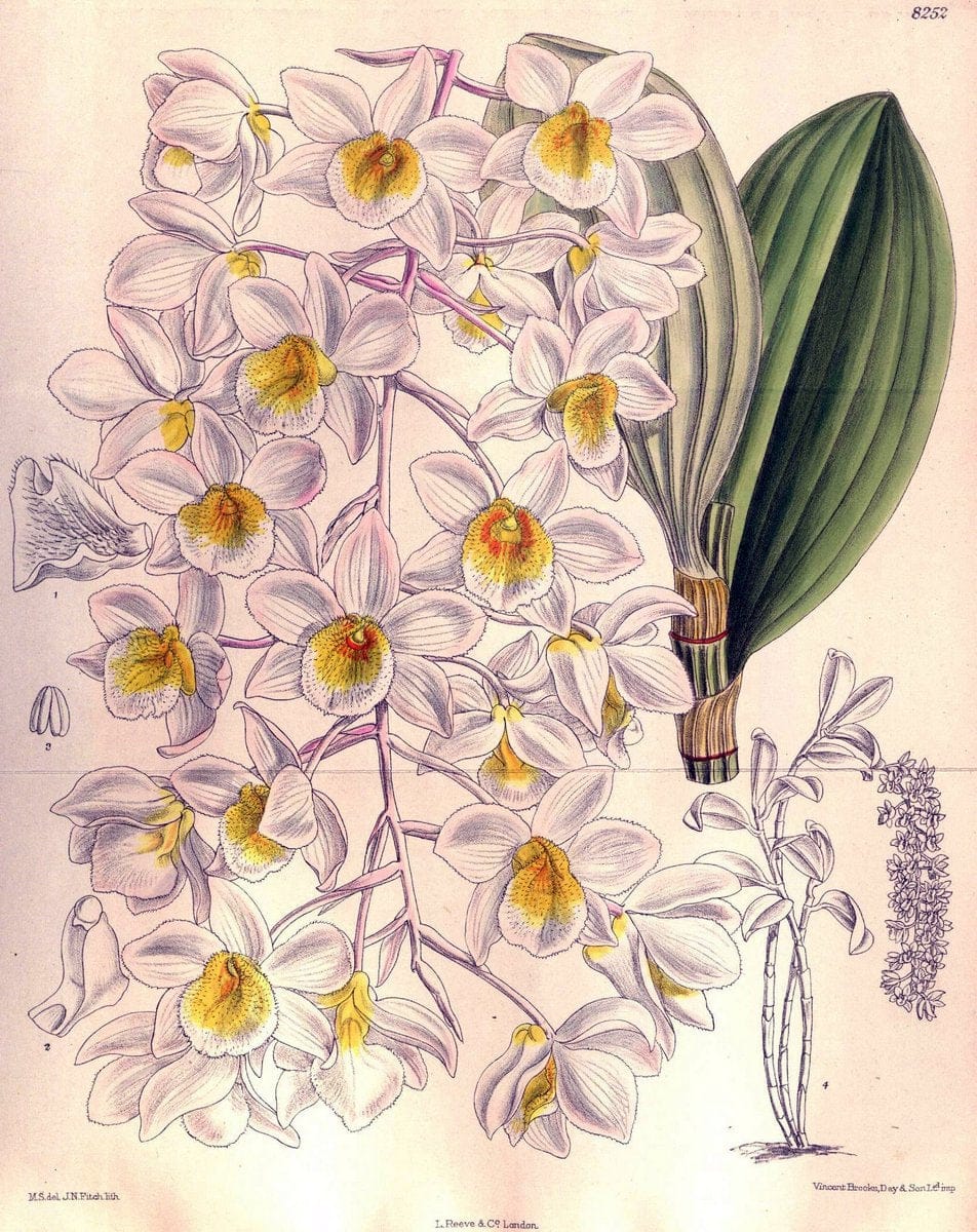 Curtis's botanical magazine. London ; New York [etc.] :Academic Press [etc.]. | "Botanical illustration" Botany Periodicals "Pictorial works" "Plants, Ornamental"  | Vintage Print Reproduction 457778