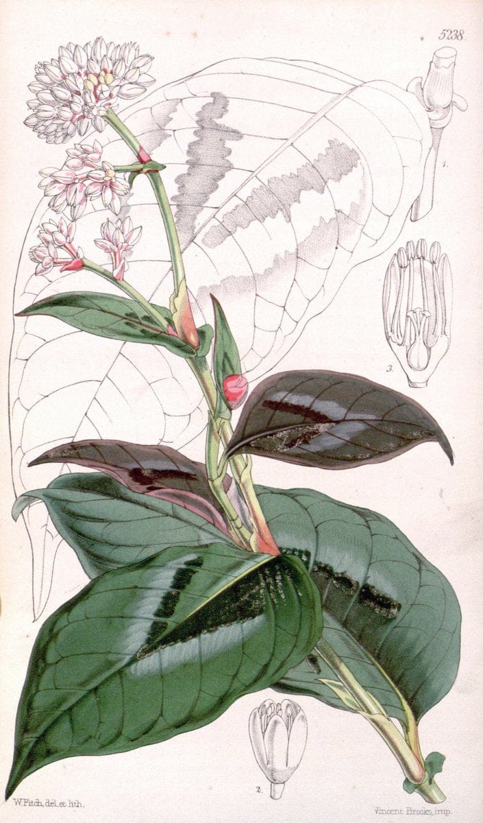 Curtis's botanical magazine. London ; New York [etc.] :Academic Press [etc.]. | "Botanical illustration" Botany Periodicals "Pictorial works" "Plants, Ornamental"  | Vintage Print Reproduction 457779