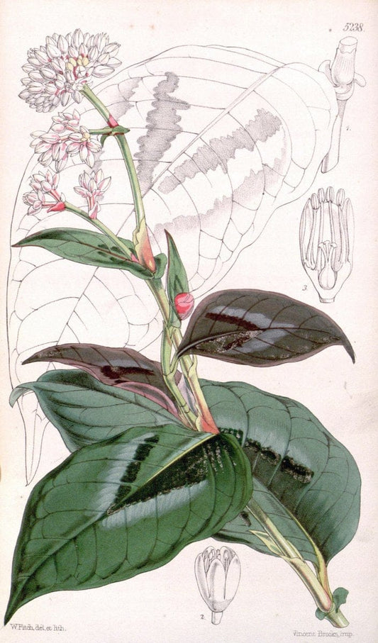 Curtis's botanical magazine. London ; New York [etc.] :Academic Press [etc.]. | "Botanical illustration" Botany Periodicals "Pictorial works" "Plants, Ornamental"  | Vintage Print Reproduction 457779