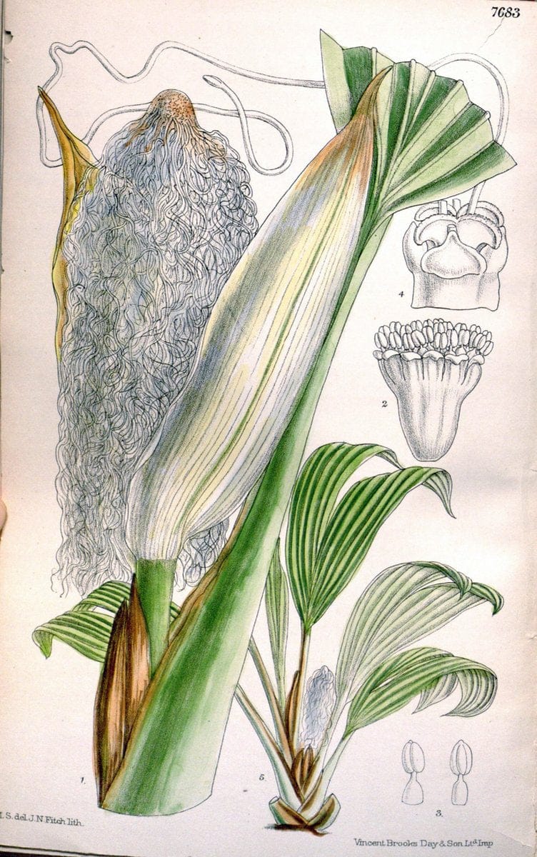 Curtis's botanical magazine. London ; New York [etc.] :Academic Press [etc.]. | "Botanical illustration" Botany Periodicals "Pictorial works" "Plants, Ornamental"  | Vintage Print Reproduction 457780