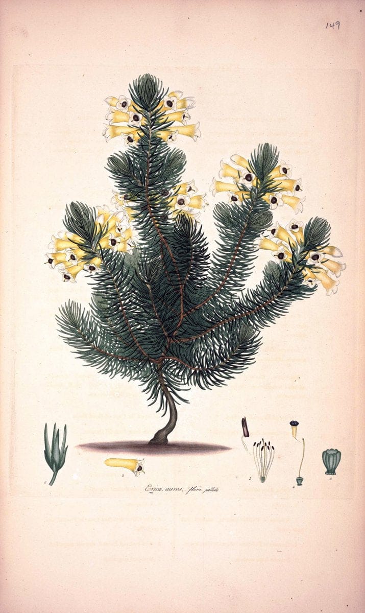 Coloured engravings of heaths :.London :Published by the Author. Printed by T. Bensley,1802-09 [1830]. |  | Vintage Print Reproduction 457781
