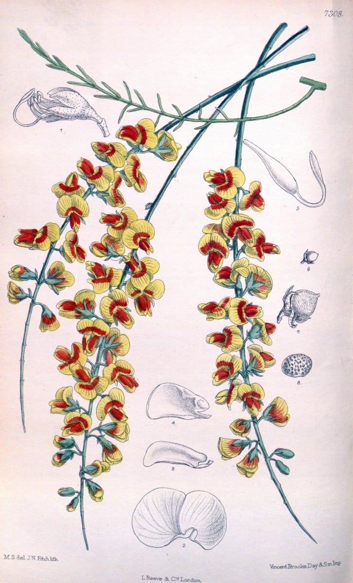 Curtis's botanical magazine. London ; New York [etc.] :Academic Press [etc.]. | "Botanical illustration" Botany Periodicals "Pictorial works" "Plants, Ornamental"  | Vintage Print Reproduction 457782