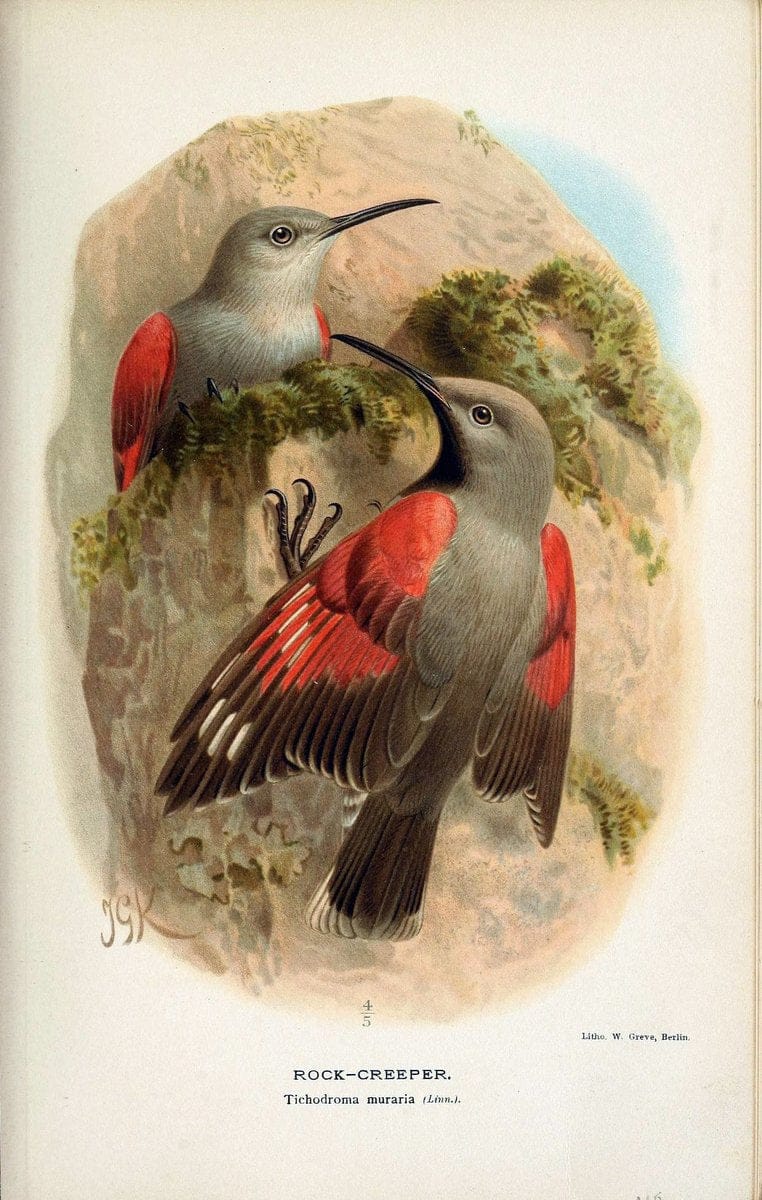 Coloured figures of the birds of the British Islands / issued by Lord Lilford. London :R | 59.82(42) Birds "Great Britain" "Pictorial works"  | Vintage Print Reproduction 457783