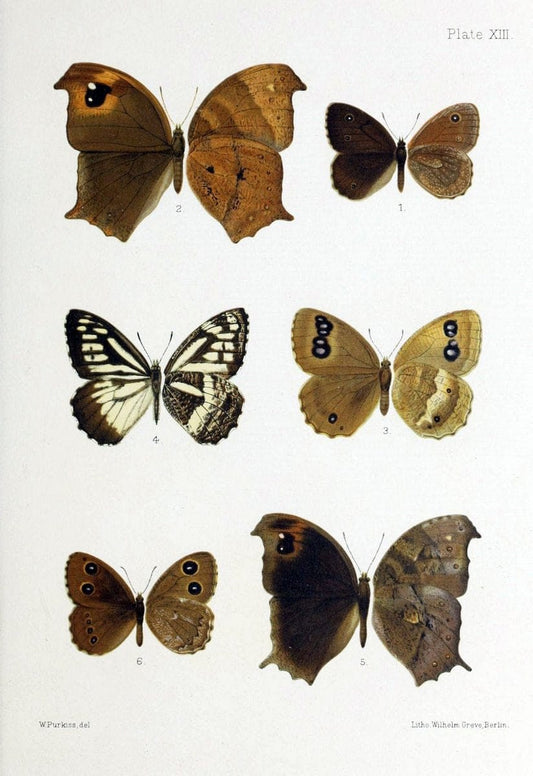 Butterflies from China, Japan, and Corea. London,R.H. Porter,1892-94.  | Butterflies China Japan Korea  | Vintage Print Reproduction 457784