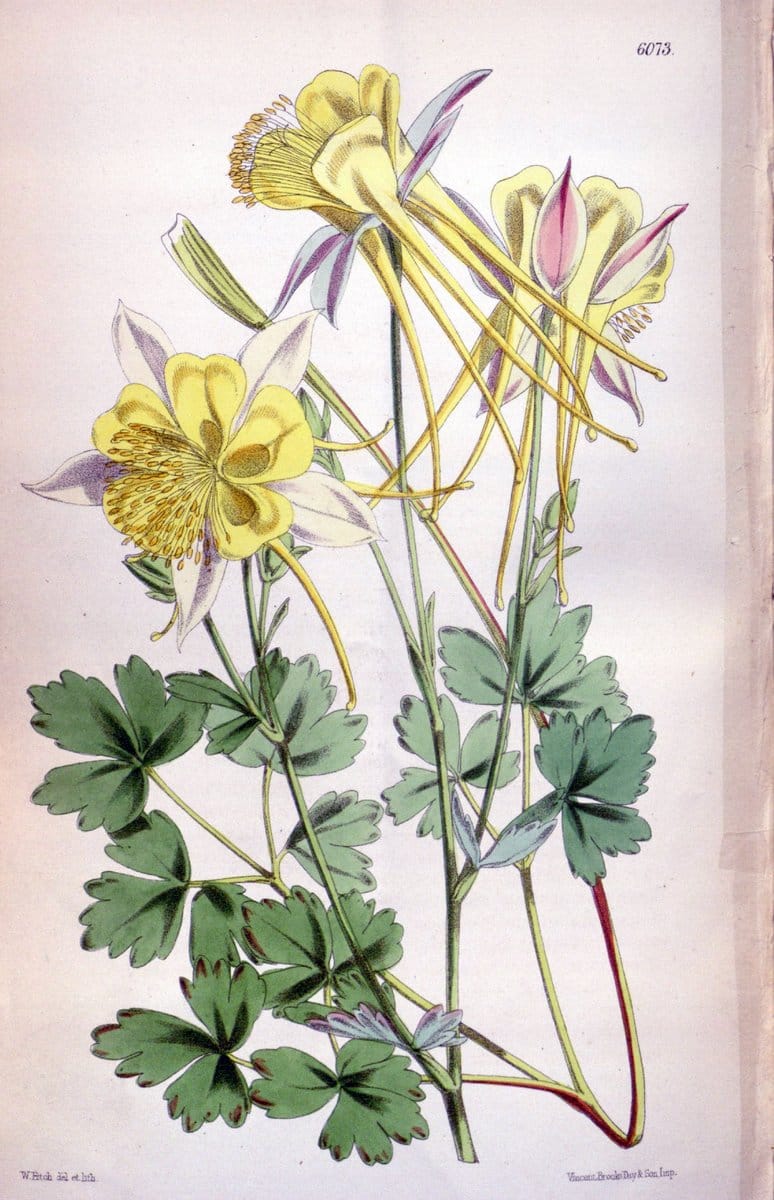 Curtis's botanical magazine. London ; New York [etc.] :Academic Press [etc.]. | "Botanical illustration" Botany Periodicals "Pictorial works" "Plants, Ornamental"  | Vintage Print Reproduction 457785