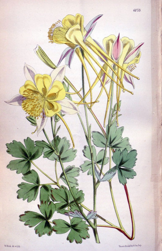 Curtis's botanical magazine. London ; New York [etc.] :Academic Press [etc.]. | "Botanical illustration" Botany Periodicals "Pictorial works" "Plants, Ornamental"  | Vintage Print Reproduction 457785