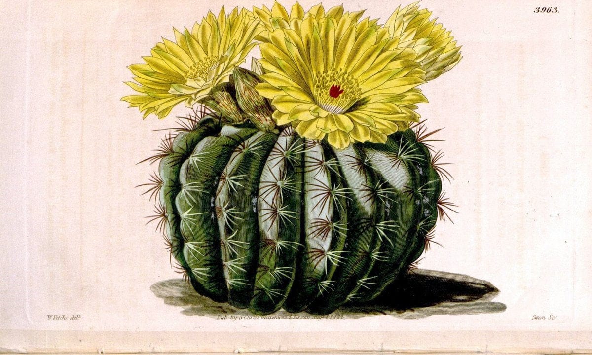 Curtis's botanical magazine. London ; New York [etc.] :Academic Press [etc.]. | "Botanical illustration" Botany Periodicals "Pictorial works" "Plants, Ornamental"  | Vintage Print Reproduction 457786