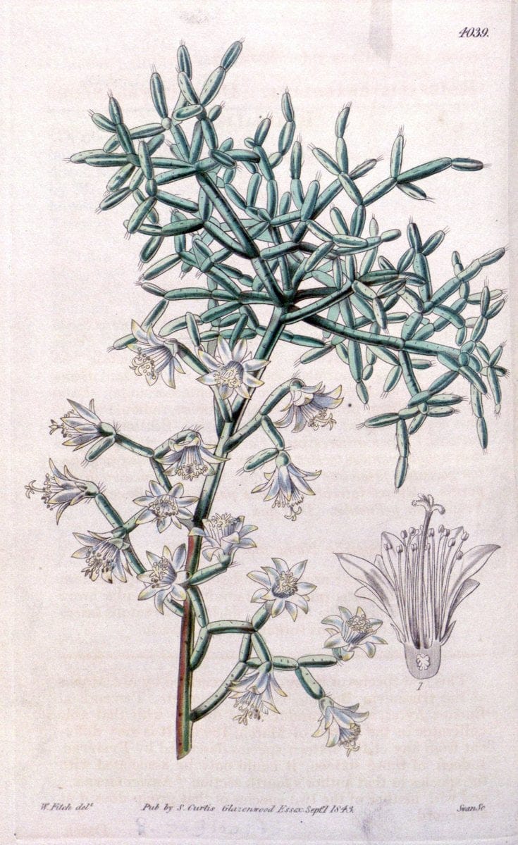 Curtis's botanical magazine. London ; New York [etc.] :Academic Press [etc.]. | "Botanical illustration" Botany Periodicals "Pictorial works" "Plants, Ornamental"  | Vintage Print Reproduction 457787