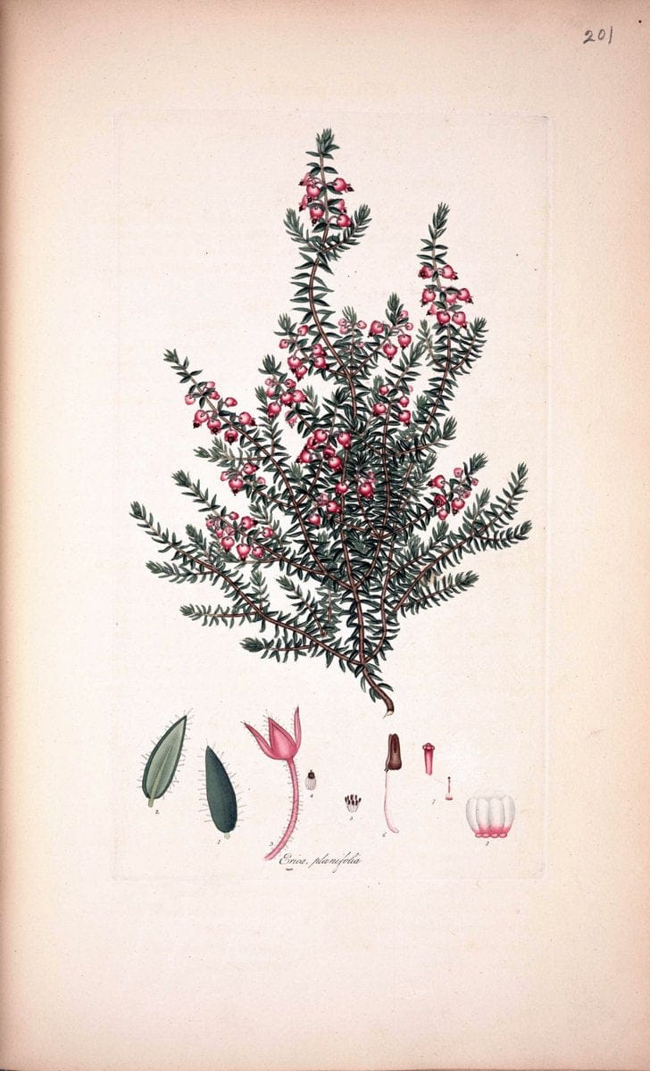 Coloured engravings of heaths :.London  | 1802 "19th century" Botany England Erica Ericaceae Etching "Graphic media :" Handcolored History "Pictorial works"  | Vintage Print Reproduction 457788