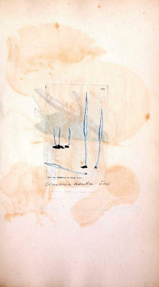 Coloured figures of English fungi or mushrooms. London,Printed by J. Davis,1797-[1809]. | England Mushrooms  | Vintage Print Reproduction 457789