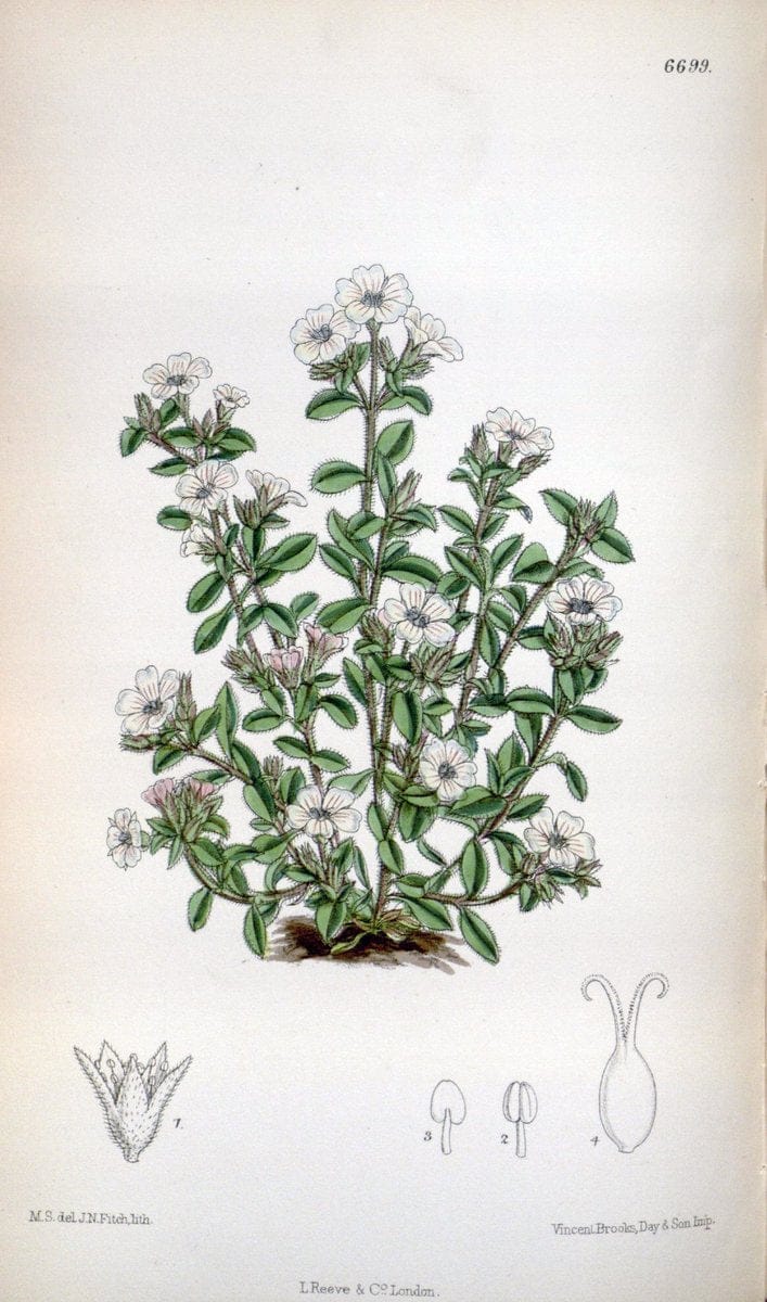 Curtis's botanical magazine. London ; New York [etc.] :Academic Press [etc.]. | "Botanical illustration" Botany Periodicals "Pictorial works" "Plants, Ornamental"  | Vintage Print Reproduction 457790