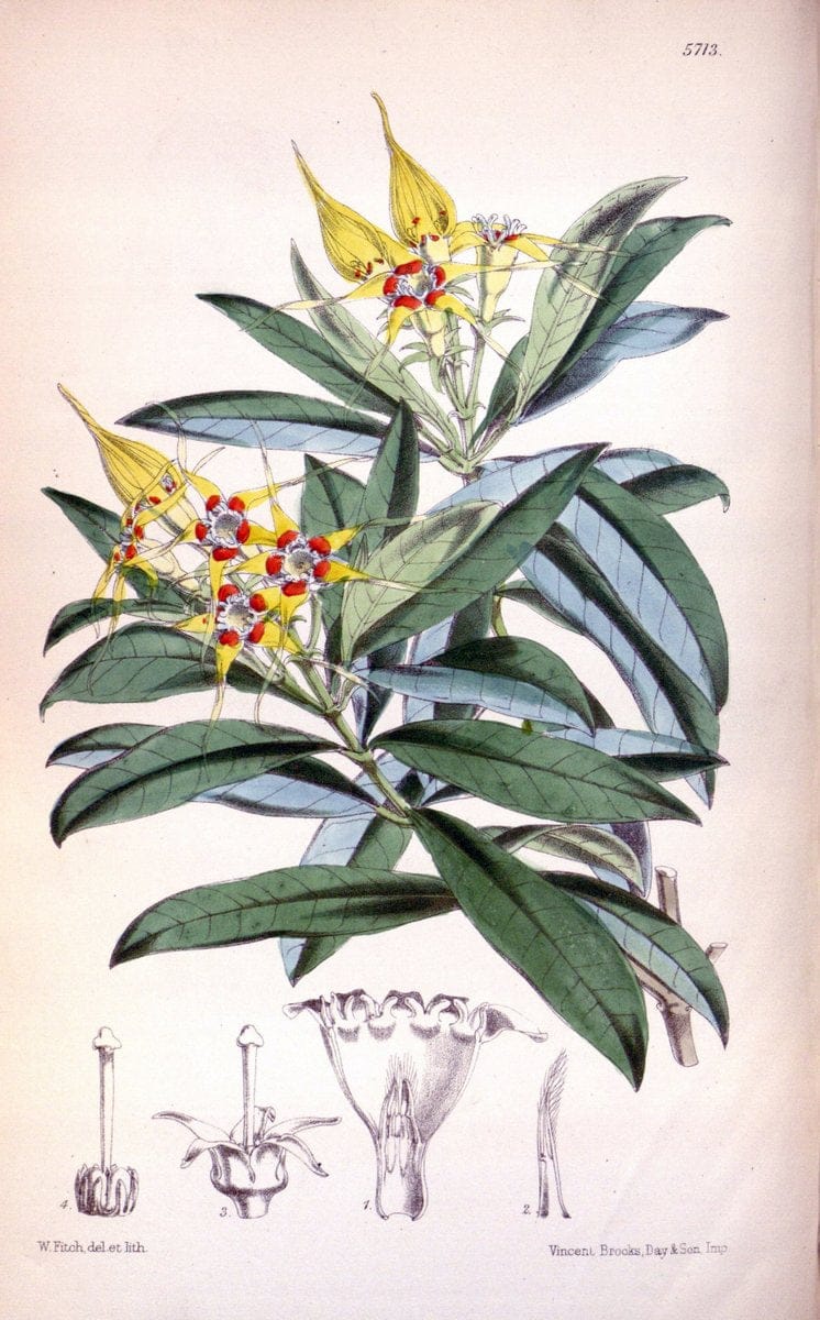 Curtis's botanical magazine. London ; New York [etc.] :Academic Press [etc.]. | "Botanical illustration" Botany Periodicals "Pictorial works" "Plants, Ornamental"  | Vintage Print Reproduction 457791