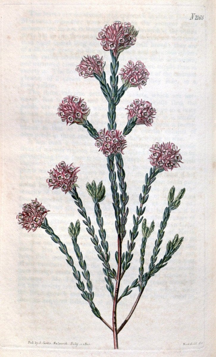 Curtis's botanical magazine. London ; New York [etc.] :Academic Press [etc.]. | "Botanical illustration" Botany Periodicals "Pictorial works" "Plants, Ornamental"  | Vintage Print Reproduction 457792