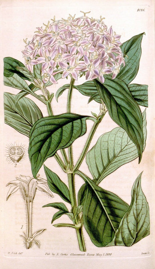 Curtis's botanical magazine. London ; New York [etc.] :Academic Press [etc.]. | "Botanical illustration" Botany Periodicals "Pictorial works" "Plants, Ornamental"  | Vintage Print Reproduction 457793