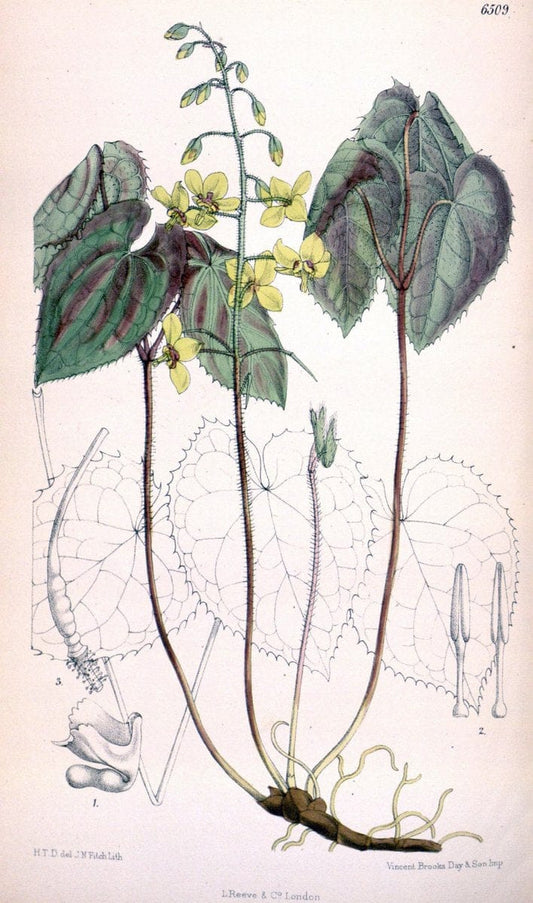 Curtis's botanical magazine. London ; New York [etc.] :Academic Press [etc.]. | "Botanical illustration" Botany Periodicals "Pictorial works" "Plants, Ornamental"  | Vintage Print Reproduction 457794