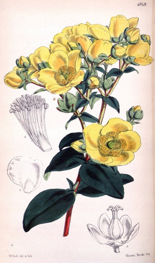 Curtis's botanical magazine. London ;New York [etc.] :Academic Press [etc.]. | Botany Periodicals "Pictorial works"  | Vintage Print Reproduction 457795