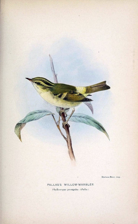 Coloured figures of the birds of the British Islands / issued by Lord Lilford. London :R | 59.82(42) Birds "Great Britain" "Pictorial works"  | Vintage Print Reproduction 457796