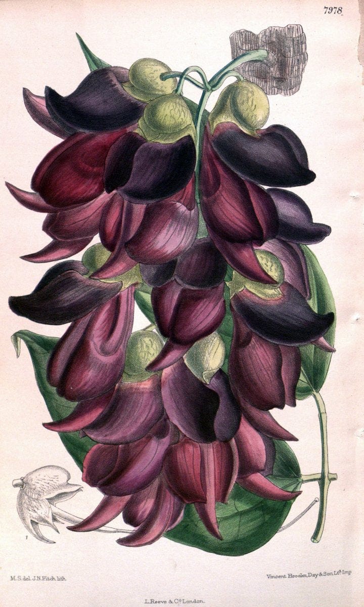 Curtis's botanical magazine. London ; New York [etc.] :Academic Press [etc.]. | "Botanical illustration" Botany Periodicals "Pictorial works" "Plants, Ornamental"  | Vintage Print Reproduction 457797