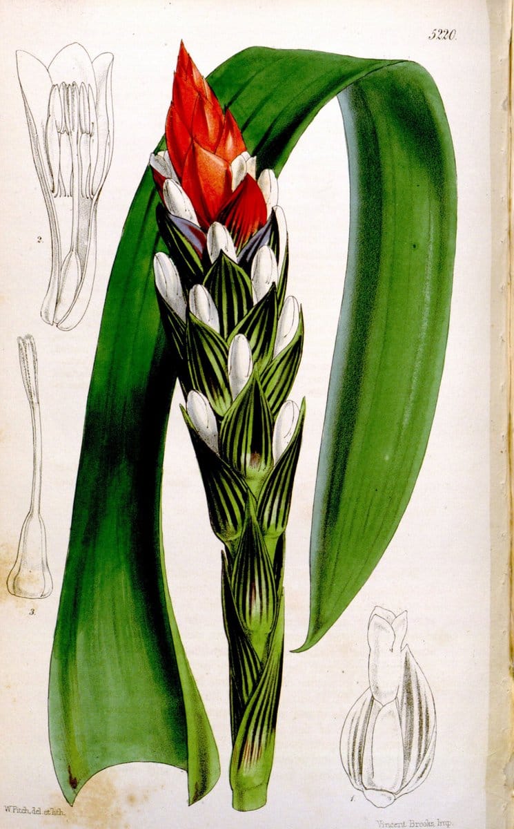 Curtis's botanical magazine. London ;New York [etc.] :Academic Press [etc.]. | Botany Periodicals "Pictorial works"  | Vintage Print Reproduction 457798