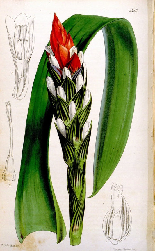 Curtis's botanical magazine. London ;New York [etc.] :Academic Press [etc.]. | Botany Periodicals "Pictorial works"  | Vintage Print Reproduction 457798