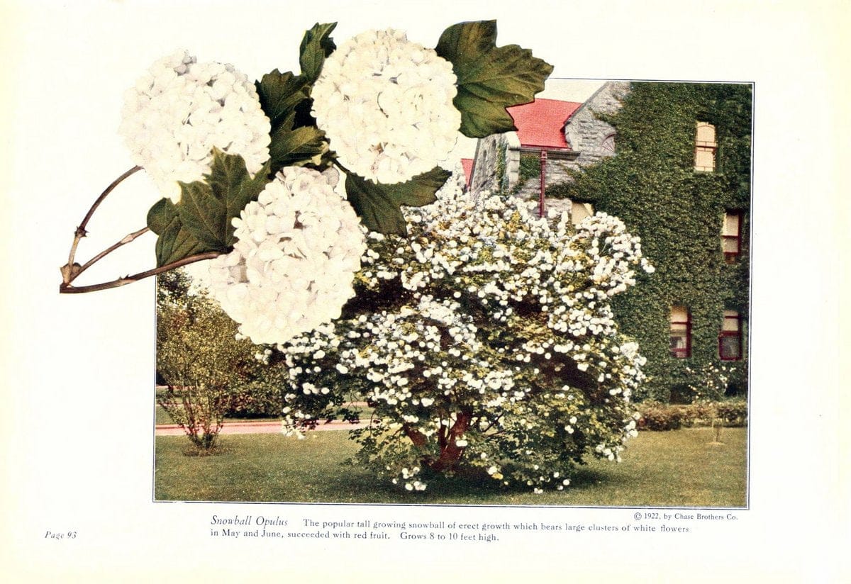 Chase fruit and flowers in natural colorsRochester, N.Y.,Chase brothers company[c1922] | Vintage Print Reproduction 457799