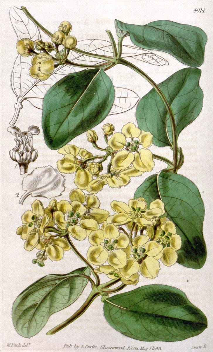 Curtis's botanical magazine. London ; New York [etc.] :Academic Press [etc.]. | "Botanical illustration" Botany Periodicals "Pictorial works" "Plants, Ornamental"  | Vintage Print Reproduction 457800