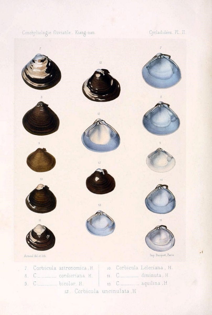 Conchyliologie fluviatile de la province de Nanking et de la Chine centrale /.Paris :Savy,[1875-1885]. | China Mollusks "Nanjing (Jiangsu Sheng)"  | Vintage Print Reproduction 457801
