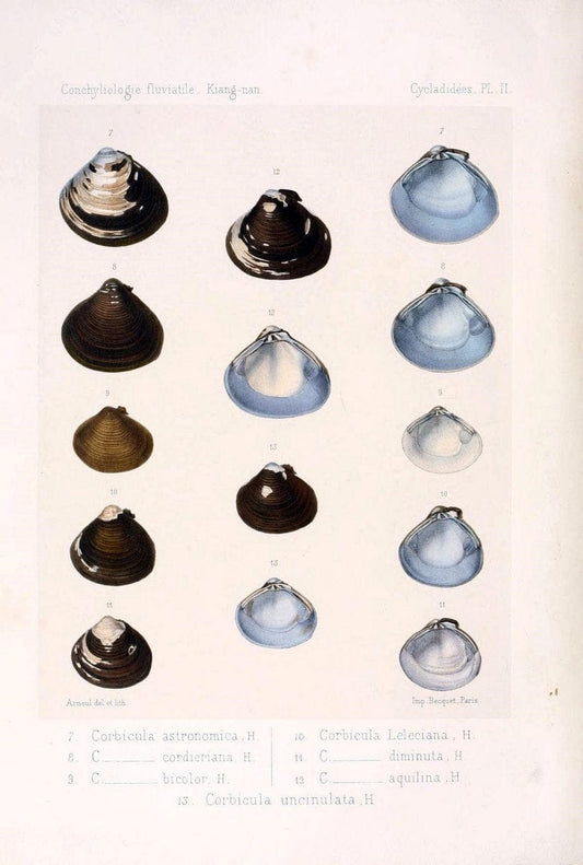 Conchyliologie fluviatile de la province de Nanking et de la Chine centrale /.Paris :Savy,[1875-1885]. | China Mollusks "Nanjing (Jiangsu Sheng)"  | Vintage Print Reproduction 457801