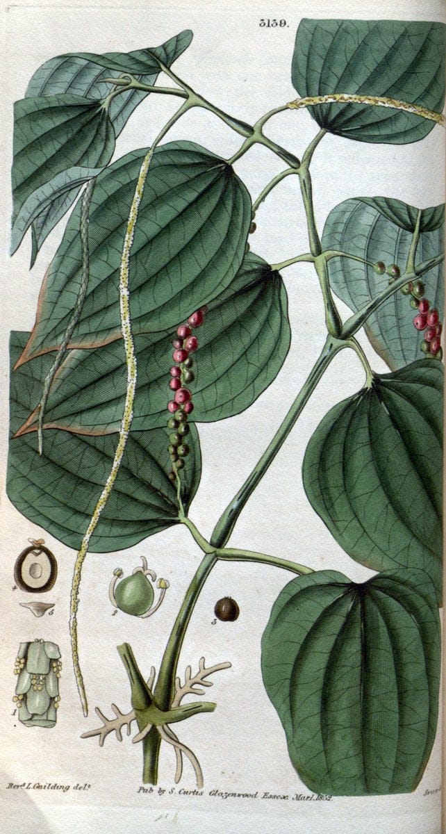 Curtis's botanical magazine. London ; New York [etc.] :Academic Press [etc.]. | "Botanical illustration" Botany Periodicals "Pictorial works" "Plants, Ornamental"  | Vintage Print Reproduction 457802