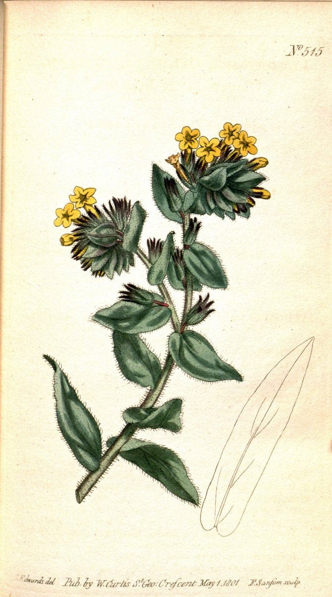 Curtis's botanical magazine. London ;New York [etc.] :Academic Press [etc.]. | Botany Periodicals "Pictorial works"  | Vintage Print Reproduction 457804