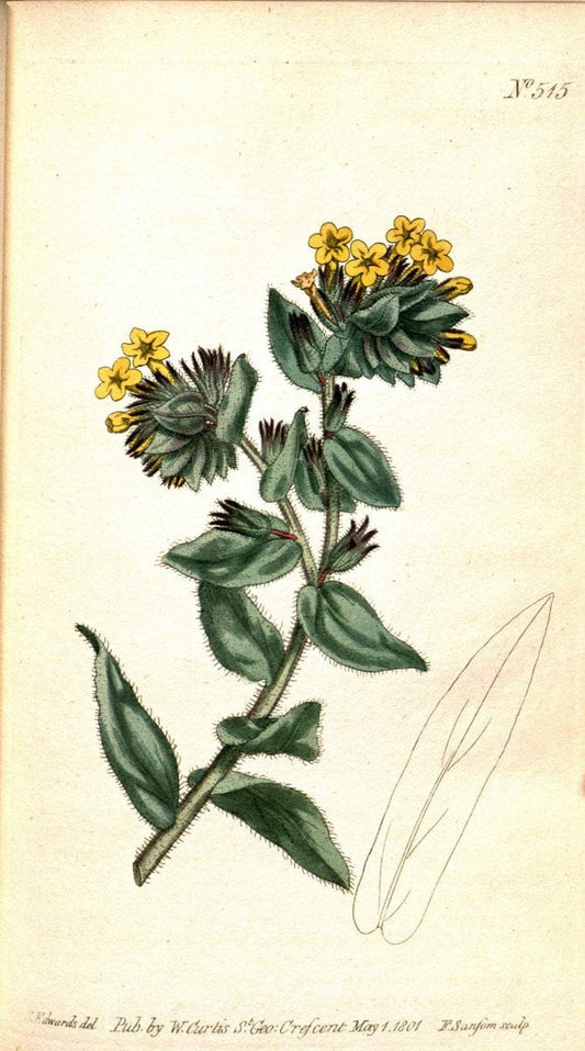 Curtis's botanical magazine. London ;New York [etc.] :Academic Press [etc.]. | Botany Periodicals "Pictorial works"  | Vintage Print Reproduction 457804