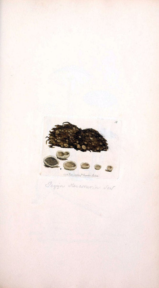 Coloured figures of English fungi or mushrooms. London,Printed by J. Davis,1797-[1809]. | England Mushrooms  | Vintage Print Reproduction 457805