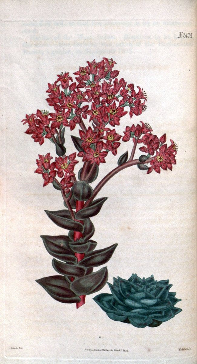 Curtis's botanical magazine. London ; New York [etc.] :Academic Press [etc.]. | "Botanical illustration" Botany Periodicals "Pictorial works" "Plants, Ornamental"  | Vintage Print Reproduction 457806