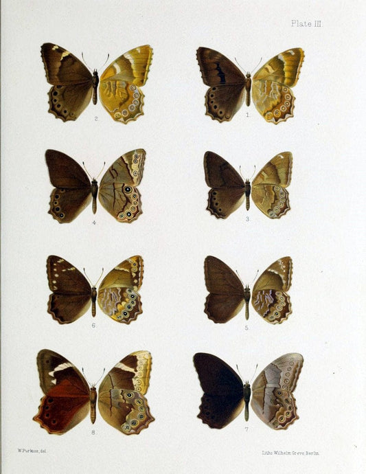 Butterflies from China, Japan, and Corea. London,R.H. Porter,1892-94.  | Butterflies China Japan Korea  | Vintage Print Reproduction 457807