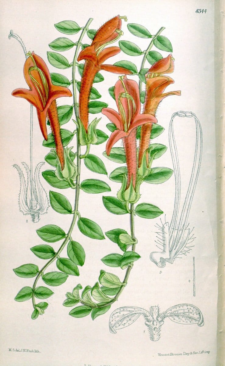 Curtis's botanical magazine. London ; New York [etc.] :Academic Press [etc.]. | "Botanical illustration" Botany Periodicals "Pictorial works" "Plants, Ornamental"  | Vintage Print Reproduction 457808