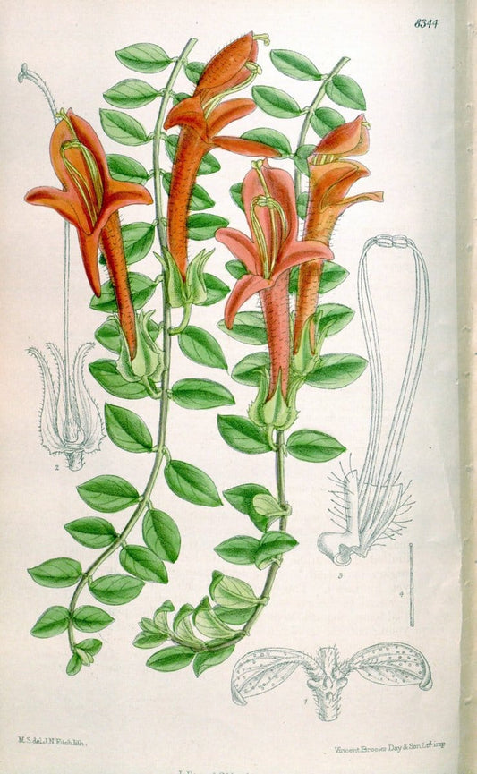 Curtis's botanical magazine. London ; New York [etc.] :Academic Press [etc.]. | "Botanical illustration" Botany Periodicals "Pictorial works" "Plants, Ornamental"  | Vintage Print Reproduction 457808