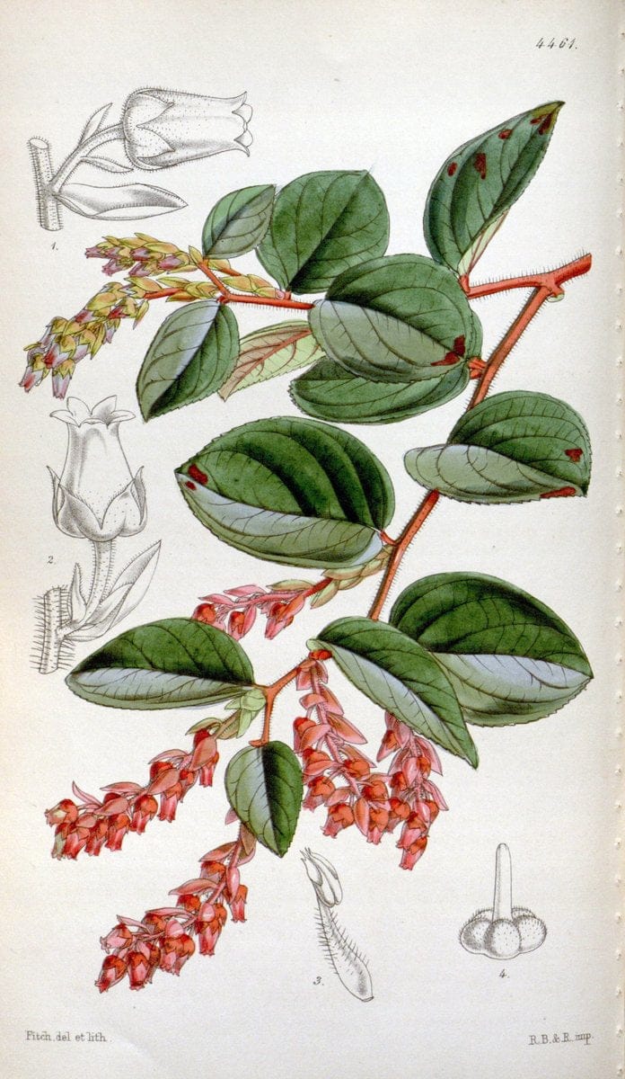 Curtis's botanical magazine. London ;New York [etc.] :Academic Press [etc.]. | Botany Periodicals "Pictorial works"  | Vintage Print Reproduction 457809