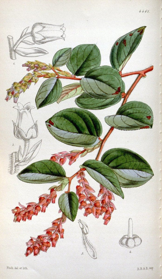 Curtis's botanical magazine. London ;New York [etc.] :Academic Press [etc.]. | Botany Periodicals "Pictorial works"  | Vintage Print Reproduction 457809